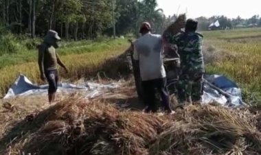 Babinsa Koramil 2212/Tegalbuleud Dampingi Kelompok Tani dalam Kegiatan Hanpangan