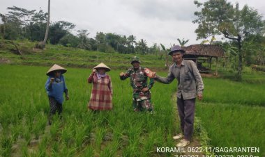 Babinsa Koramil 2211/Sagaranten Dampingi Poktan Ciserem dalam Kegiatan Ketahanan Pangan