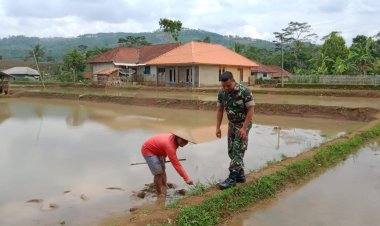 Babinsa Koramil 2213/Jampangkulon Dampingi Poktan Sugih Mukti dalam Kegiatan Ketahanan Pangan
