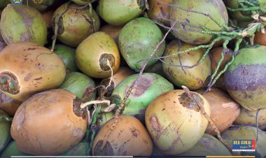 Bea Cukai Makassar Kawal Pelepasan Ekspor Perdana 60.000 Butir Kelapa ke Vietnam