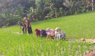 Babinsa Koramil 2209/Lengkong Dampingi Kegiatan Ketahanan Pangan di Desa Neglasari