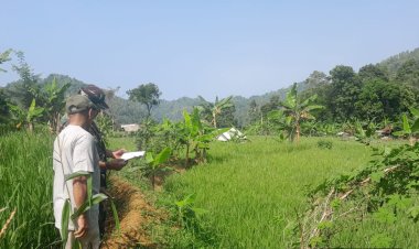 Babinsa Koramil 2201/Cisolok Dampingi Kegiatan Pertanian Bersama Poktan Gunung Tanjung