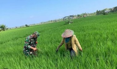 Babinsa Koramil 2212/Tegalbuleud Dampingi Petani dalam Program Ketahanan Pangan