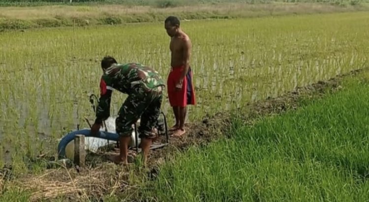 Babinsa Koramil 2212/Tegalbuleud Dampingi Poktan dalam Program Hanpangan