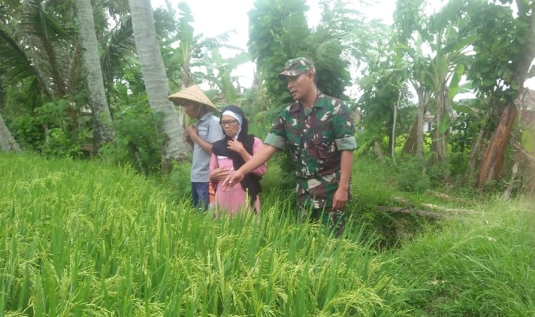 Babinsa Koramil 2212/Tegalbuleud Dampingi Petani dalam Program Ketahanan Pangan