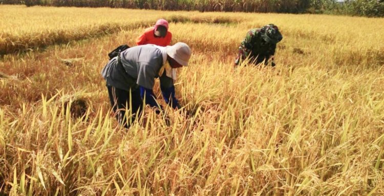 Babinsa Koramil 2212/Tegalbuleud Laksanakan Pendampingan Hanpangan kepada Poktan