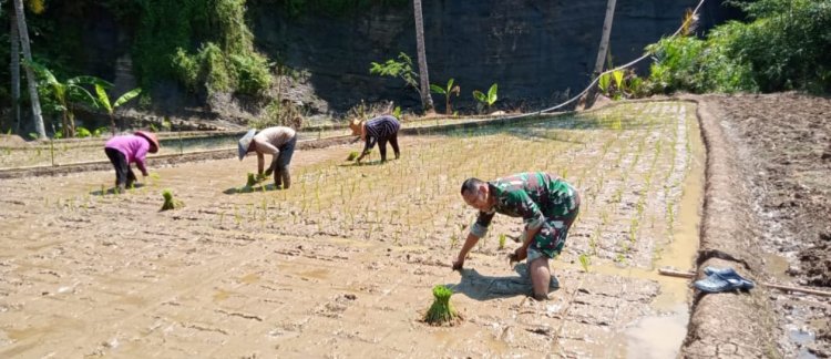 Babinsa Koramil 2211/Sagaranten Dampingi Poktan Karyatani dalam Program Ketahanan Pangan