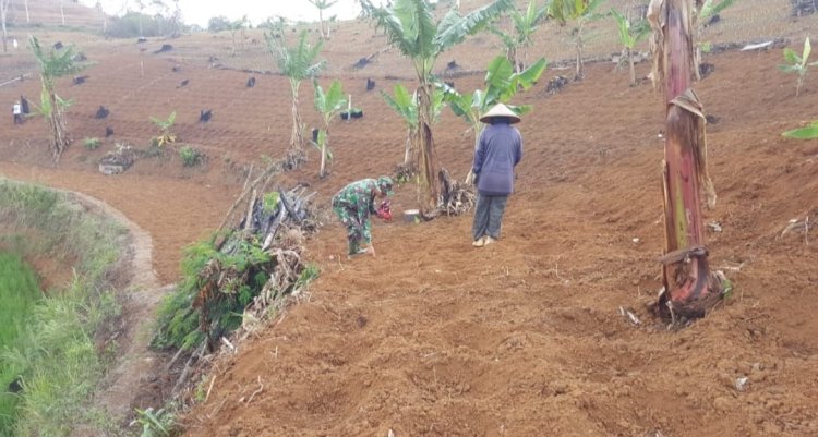 Babinsa Koramil 2209/Lengkong Dampingi Ketahanan Pangan di Desa Cilangkap