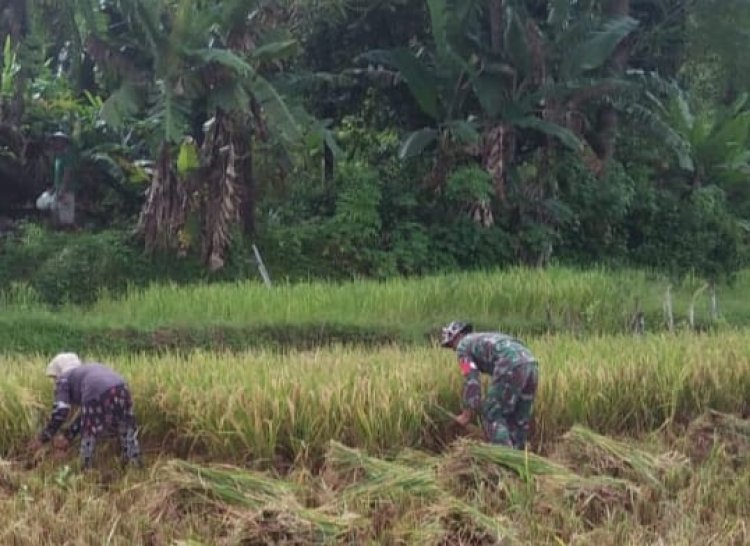 Babinsa Koramil 2212/Tegalbuleud Dampingi Kelompok Tani Dalam Program Ketahanan Pangan