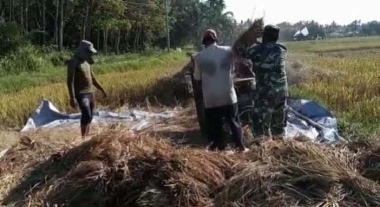 Babinsa Koramil 2212/Tegalbuleud Dampingi Kelompok Tani dalam Kegiatan Hanpangan