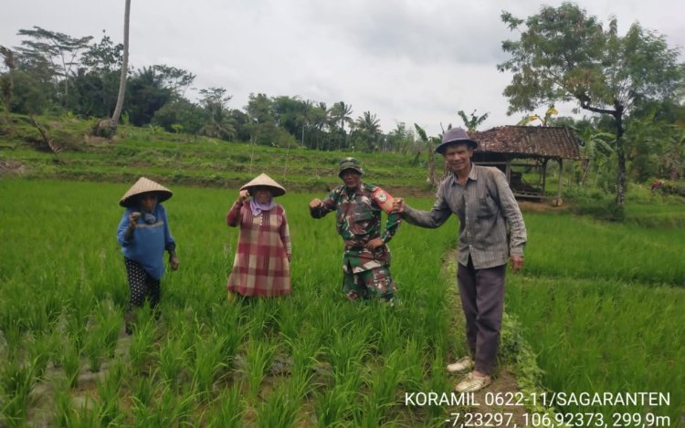 Babinsa Koramil 2211/Sagaranten Dampingi Poktan Ciserem dalam Kegiatan Ketahanan Pangan