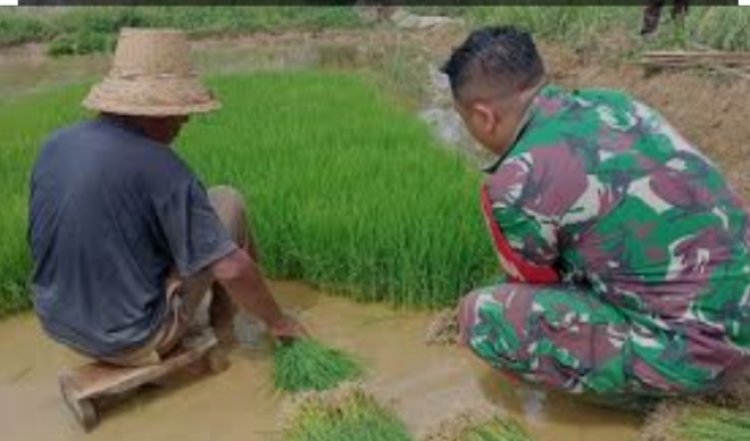 Babinsa Koramil 2212/Tegalbuleud Dampingi Kegiatan Hanpangan di Desa Calingcing