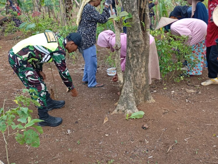 Babinsa Koramil 2212/Tegalbuleud Dampingi Kegiatan Hanpangan di Desa Rambay