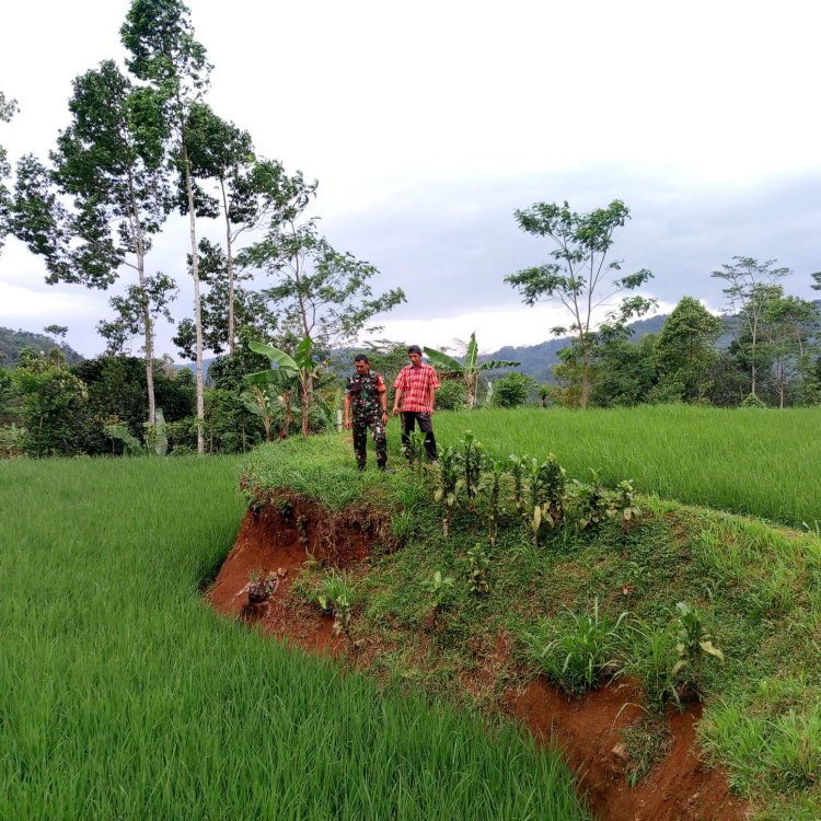 Babinsa Koramil 2201/Cisolok Dampingi Kegiatan Pertanian di Desa Cicadas