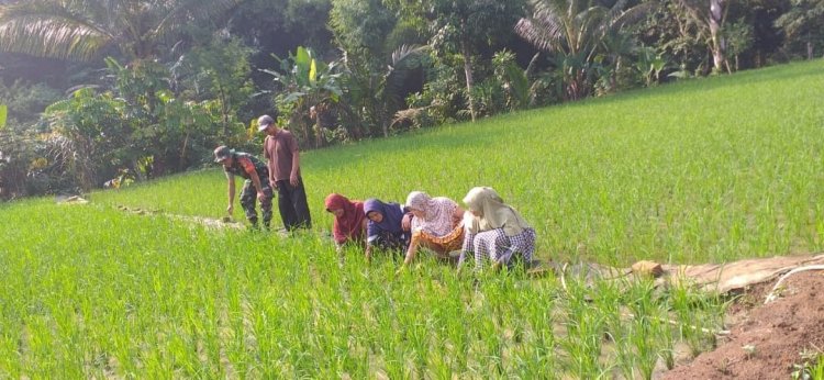 Babinsa Koramil 2209/Lengkong Dampingi Kegiatan Ketahanan Pangan di Desa Neglasari
