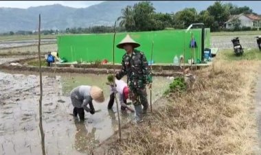 Babinsa Koramil 2215/Ciemas Dukung Program Hanpangan Melalui Kegiatan Tambah Tanam Padi