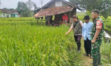 Babinsa Koramil 2206/Parakansalak Dampingi Petani Dalam Kegiatan Ketahanan Pangan