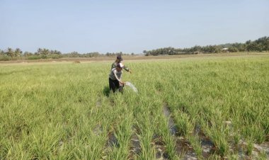 Babinsa Koramil 2212/Tegalbuleud Dampingi Kelompok Tani dalam Kegiatan Ketahanan Pangan