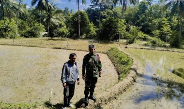 Babinsa Koramil 2212/Tegalbuleud Dampingi Kelompok Tani dalam Program Ketahanan Pangan