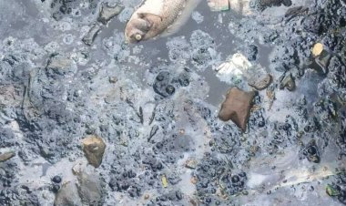 Setu Bahar Makin Parah: Warga Sesak Bau Limbah, Ikan Mati Massal, Penanganan Tak Kunjung Jelas