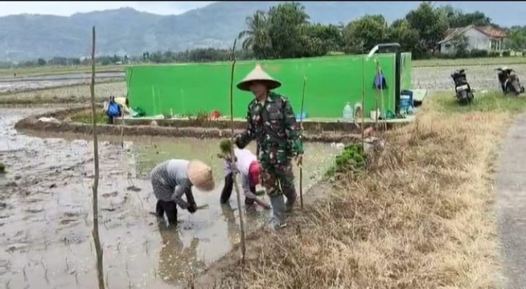 Babinsa Koramil 2215/Ciemas Dukung Program Hanpangan Melalui Kegiatan Tambah Tanam Padi