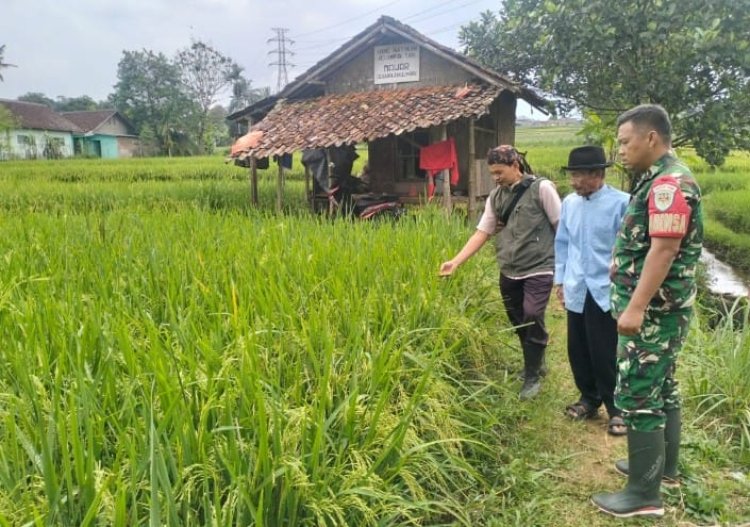 Babinsa Koramil 2206/Parakansalak Dampingi Petani Dalam Kegiatan Ketahanan Pangan