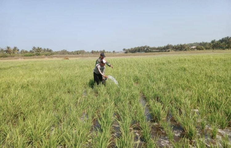Babinsa Koramil 2212/Tegalbuleud Dampingi Kelompok Tani dalam Kegiatan Ketahanan Pangan