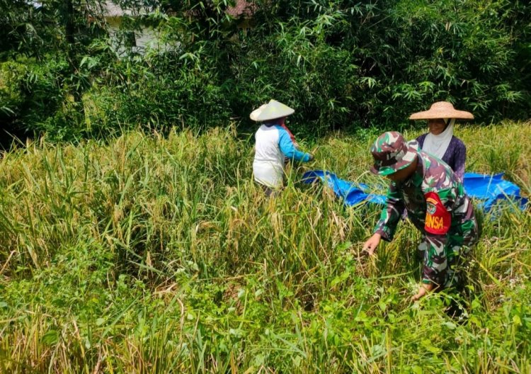 Babinsa Koramil 2209/Lengkong Dampingi Kegiatan Ketahanan Pangan di Desa Cilangkap