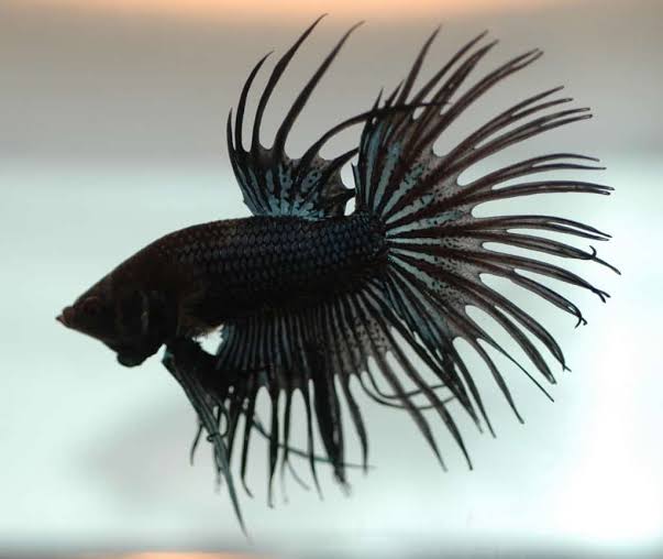 12 Jenis Ikan Cupang Paling Cantik di Dunia, Ada yang Berumur Panjang 12 Jenis Ikan Cupang Paling Cantik di Dunia, Ada yang Berumur Panjang