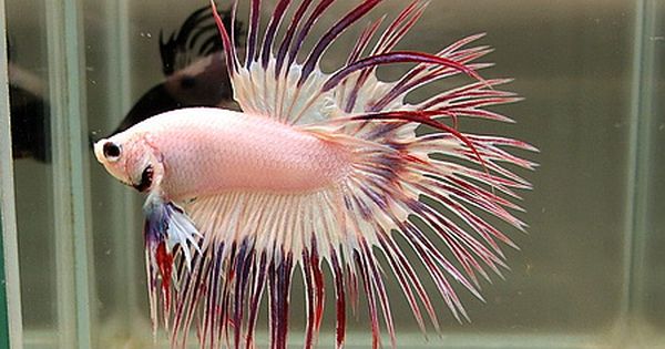 12 Jenis Ikan Cupang Paling Cantik di Dunia, Ada yang Berumur Panjang 12 Jenis Ikan Cupang Paling Cantik di Dunia, Ada yang Berumur Panjang