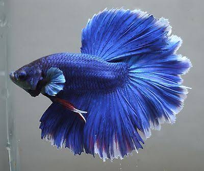 12 Jenis Ikan Cupang Paling Cantik di Dunia, Ada yang Berumur Panjang 12 Jenis Ikan Cupang Paling Cantik di Dunia, Ada yang Berumur Panjang