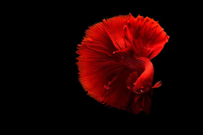 12 Jenis Ikan Cupang Paling Cantik di Dunia, Ada yang Berumur Panjang 12 Jenis Ikan Cupang Paling Cantik di Dunia, Ada yang Berumur Panjang