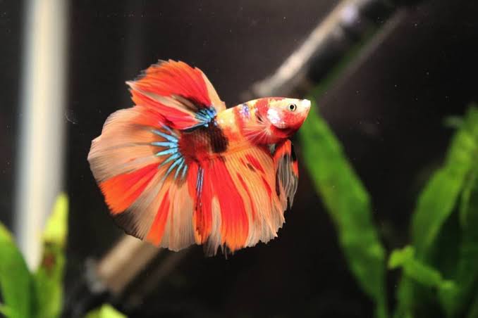 12 Jenis Ikan Cupang Paling Cantik di Dunia, Ada yang Berumur Panjang 12 Jenis Ikan Cupang Paling Cantik di Dunia, Ada yang Berumur Panjang