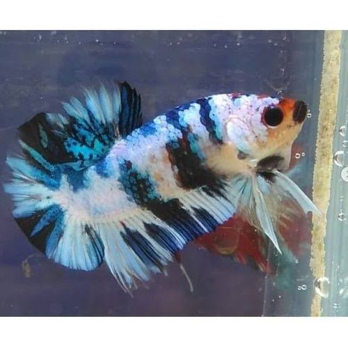 12 Jenis Ikan Cupang Paling Cantik di Dunia, Ada yang Berumur Panjang 12 Jenis Ikan Cupang Paling Cantik di Dunia, Ada yang Berumur Panjang