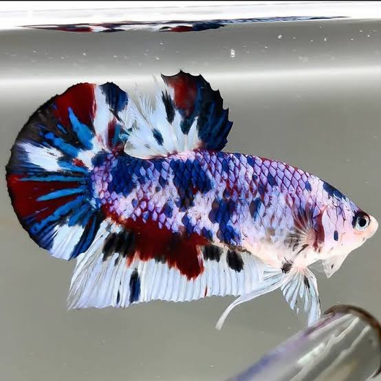 12 Jenis Ikan Cupang Paling Cantik di Dunia, Ada yang Berumur Panjang 12 Jenis Ikan Cupang Paling Cantik di Dunia, Ada yang Berumur Panjang