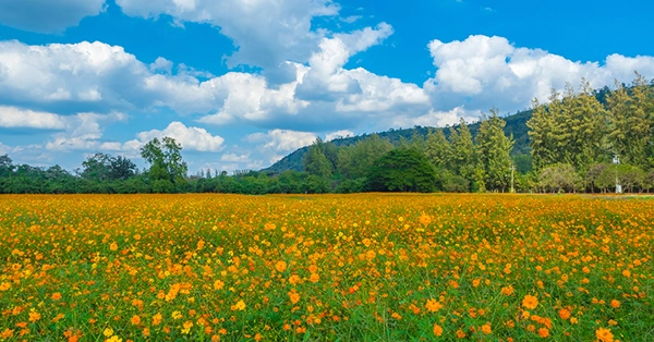 7 Tempat Terbaik untuk Dikunjungi di Bali - Spot Foto Keren Taman Bunga Marigold