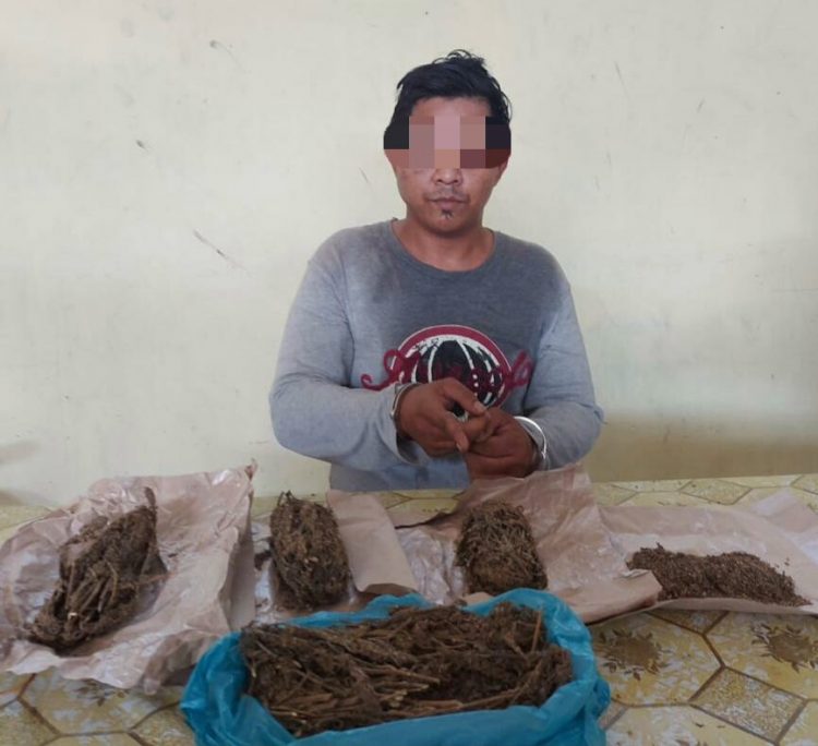 Foto tersangka dan barang bukti ganja yang diamankan Polisi.