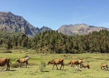 Pemandangan indah di Lembah Ramma, Tana Toraja, Sulawesi Selatan. (Basri Bachtiar/detiktraveler)