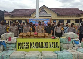 Foto: Polres Madina tangkap 3 orang terkait 570 Kg ganja (dok. Istimewa)
