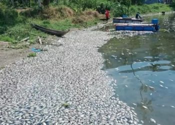 15 ton ikan di Danau Maninjau, Agam, Sumbar mati (Antara)