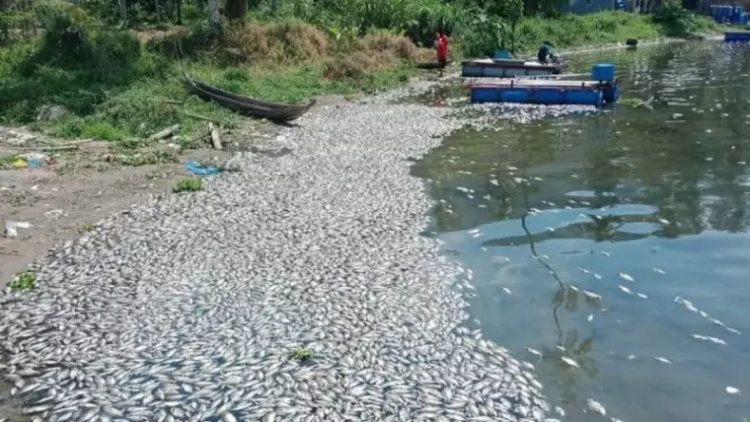 15 ton ikan di Danau Maninjau, Agam, Sumbar mati (Antara)