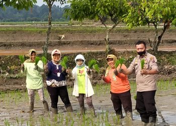 Kanit Binmas Polsek Siantar Marihat, Iptu Jon H.Purba, saat foto bersama petani, di sela – sela menanam padi, di Kelurahan Marimbun,  Kecamatan Siantar Marimbun, Kota Pematangsiantar, Selasa (9/2/2020).
