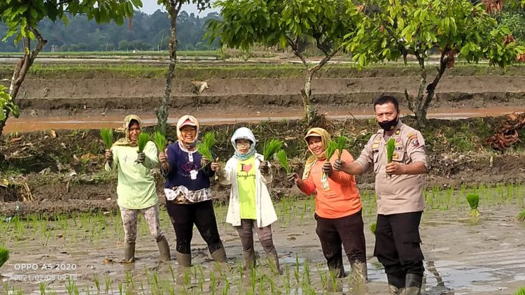 Kanit Binmas Polsek Siantar Marihat, Iptu Jon H.Purba, saat foto bersama petani, di sela – sela menanam padi, di Kelurahan Marimbun,  Kecamatan Siantar Marimbun, Kota Pematangsiantar, Selasa (9/2/2020).
