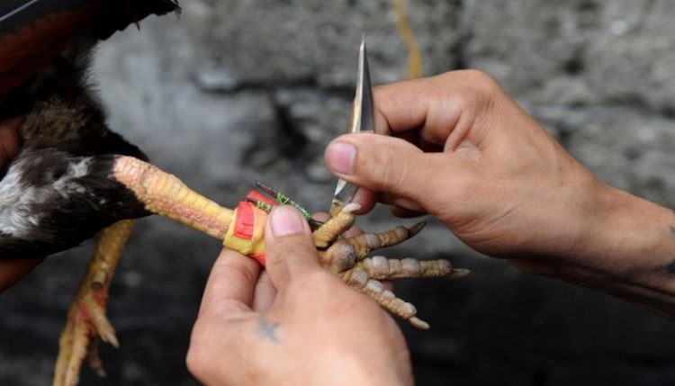 Seekor Ayam Jantan Membunuh Majikannya Saat Akan Diadu Di Arena Judi Di India (Foto: AFP)