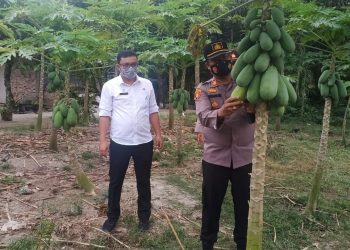 Kapolsek Perdagangan, AKP Josia SH MH, saat monitor Kampung Tangguh Sauhur, di Nagori Pematang Kerasaan, Kecamatan Bandar, Kabupaten Simalungun,  pada Selasa (16/3/2021) sore lalu, pukul 16.00 WIB.