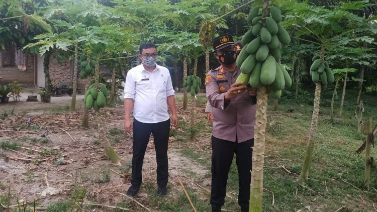 Kapolsek Perdagangan, AKP Josia SH MH, saat monitor Kampung Tangguh Sauhur, di Nagori Pematang Kerasaan, Kecamatan Bandar, Kabupaten Simalungun,  pada Selasa (16/3/2021) sore lalu, pukul 16.00 WIB.