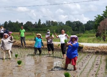 PT Toba Pulp Lestari Tbk (TPL) menjalankan program “Padi Emas” dan bekerja sama dengan kelompok tani di Desa Sidulang, Kecamatan Laguboti, Kabupaten Toba, untuk melaksanakan penanaman padi perdana, Jumat (16/4/2021), lalu.