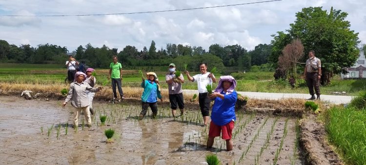 PT Toba Pulp Lestari Tbk (TPL) menjalankan program “Padi Emas” dan bekerja sama dengan kelompok tani di Desa Sidulang, Kecamatan Laguboti, Kabupaten Toba, untuk melaksanakan penanaman padi perdana, Jumat (16/4/2021), lalu.