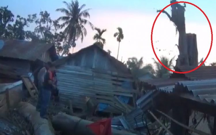 Pohon Tumbang Mendadak Tegak Kembali saat Akan Dipotong (Foto: iNews/Uulil Amri)