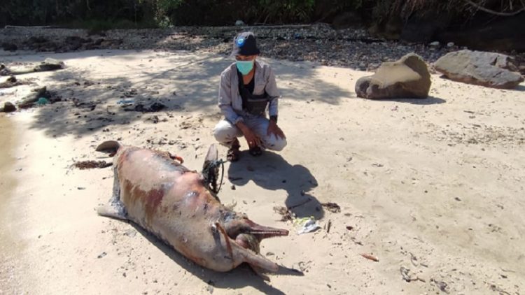 Bangkai lumba-lumba yang terdampar di Pantai Batu Gajah, Kecamatan Pandan, Tapteng. (Foto: istimewa)